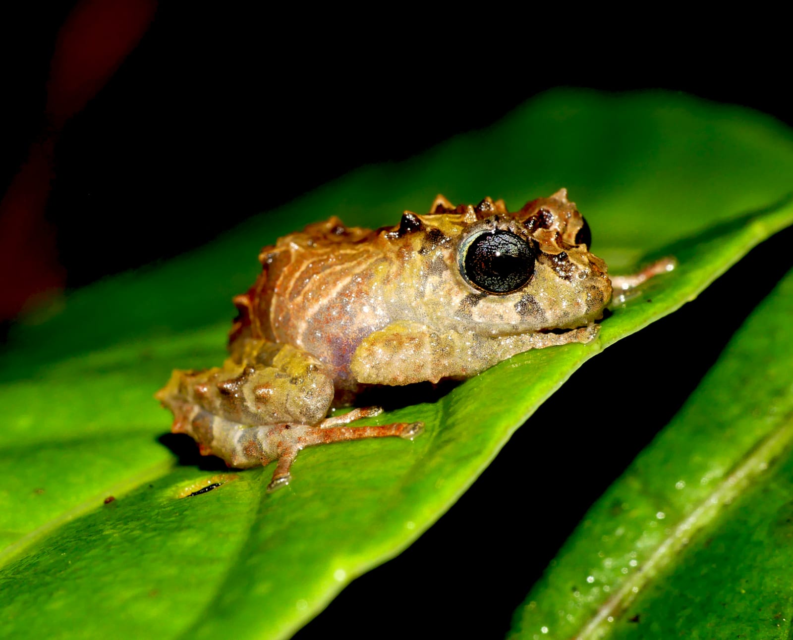 Pristimantis normaewingae